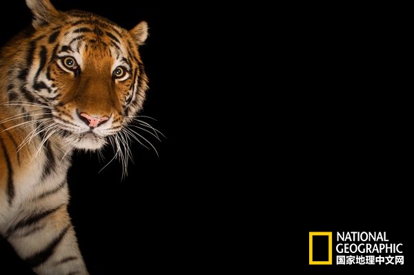 方舟拍摄六种无脊椎动物,十种不怕火的动物