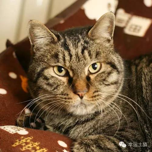 领养预告|妈妈，你在找我么-0202