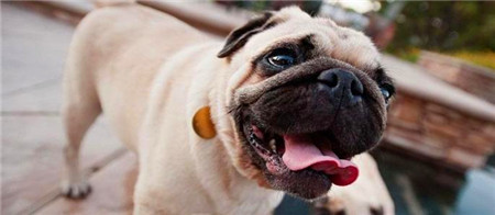 纯种巴哥犬习性巴哥犬有哪些生活习惯