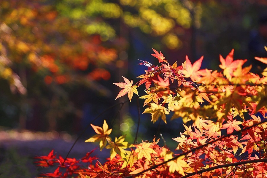 这几天千万不要来北师珠！