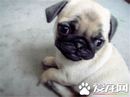 纯种巴哥犬习性巴哥犬有哪些生活习惯