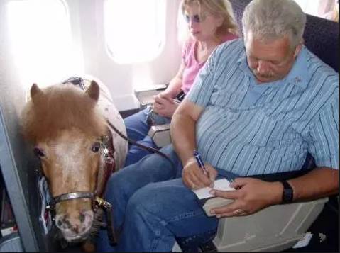 赛驹会晕车吗？如何运输？