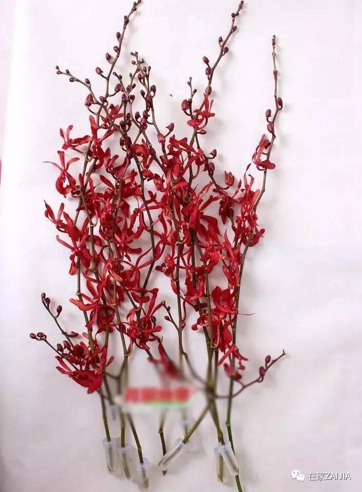 朋友来你家美到哭,手残*党**也能搞定的低价节日餐桌