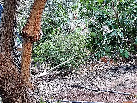 教你轻松完成果树、花木的嫁接，三种方法轻松掌握