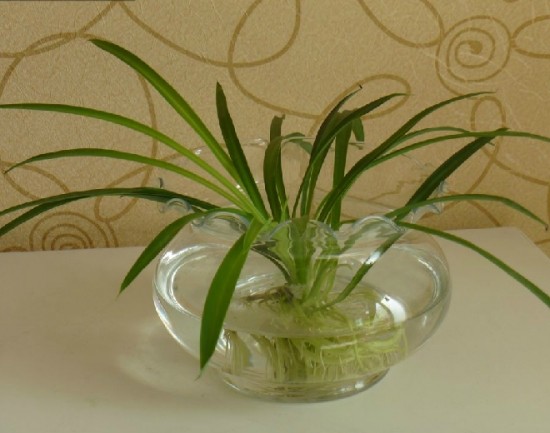 净化空气的吊兰怎么养殖,吊兰绿植水培怎么养好