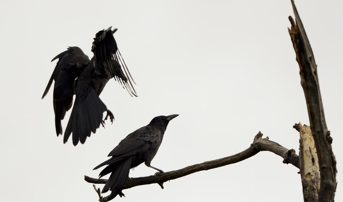 农村有什么稀奇古怪的东西,农村常见东西都有哪些