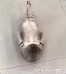 八骏图徐悲鸿,八骏图国画