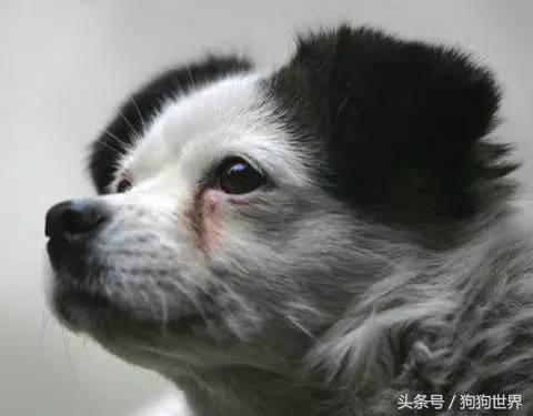 狗狗美丽第一大杀手：泪痕问题全分析！