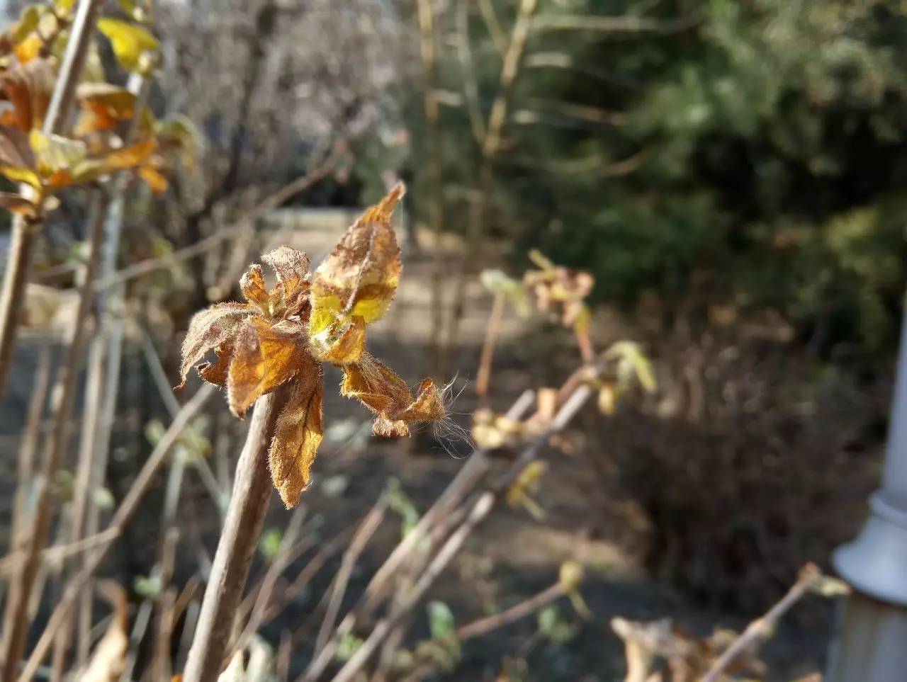 金立S9的怎么样,金立s9评测图片