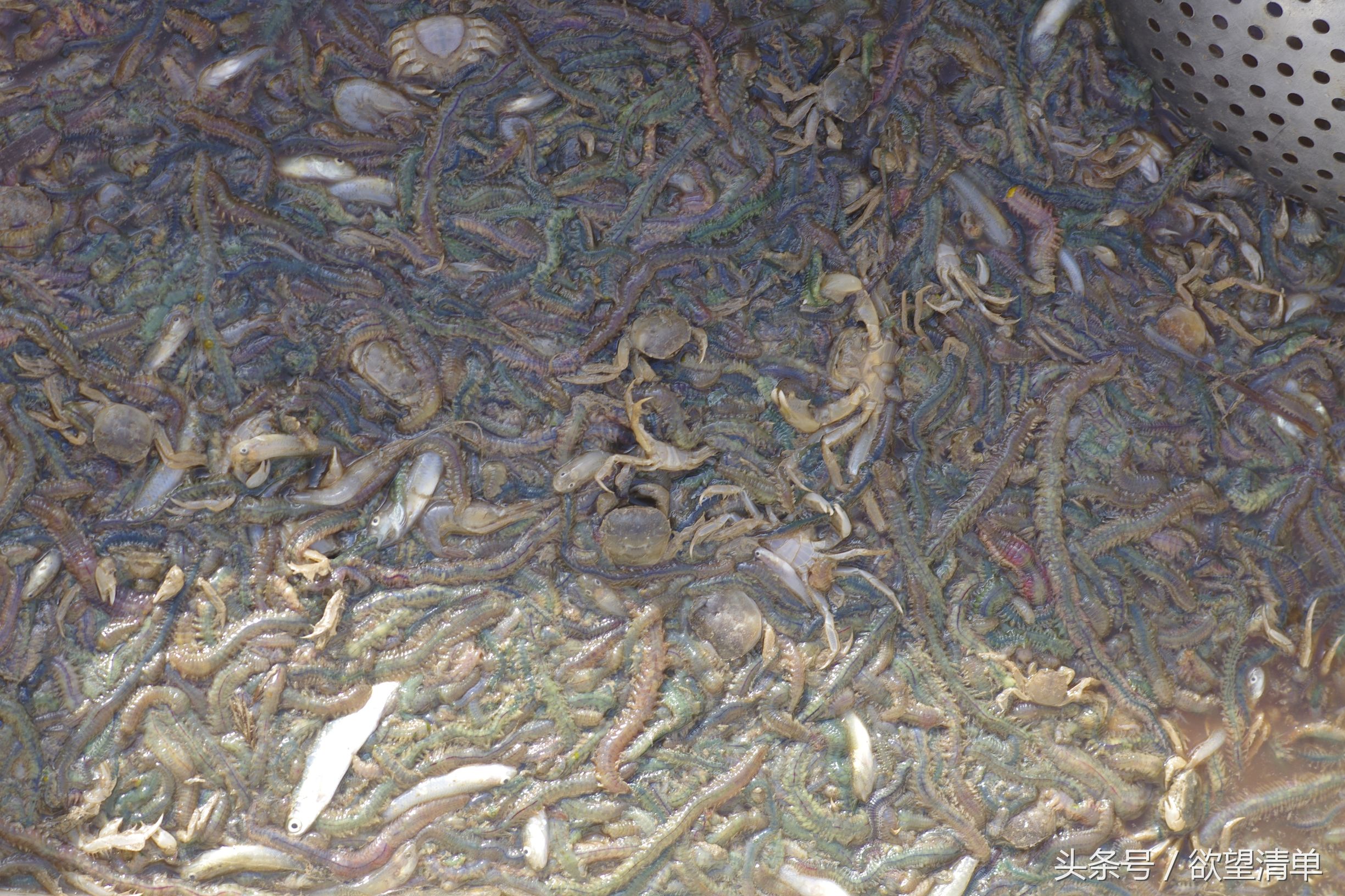 渔民在海中捞出来的奇葩东西,海里捕上来像鼻涕虫一样的东西