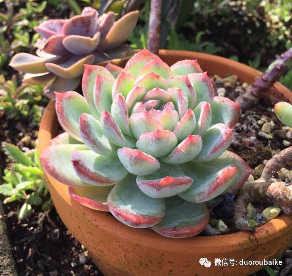 关于多肉植物冻伤：锻炼肉肉耐寒的两个方法！