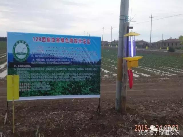 棉蚜治理,棉蚜严重怎么治