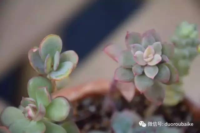 养肉肉的感悟,养多肉谨记好3招专治多肉难上色