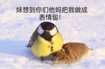 鸟界平头哥，传说中的“食脑狂魔”、“僵尸鸟”，霸气侧漏！