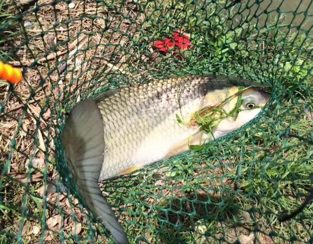 澶氳倝妞嶇墿椁愬惂,妤奸《澶氳倝鑺卞洯椁愬巺