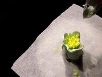 奶油奶酪霜裱花,奶酪霜裱花