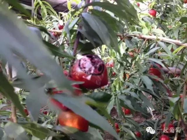 当扶贫遇上互联网,当统战工作遇上互联网