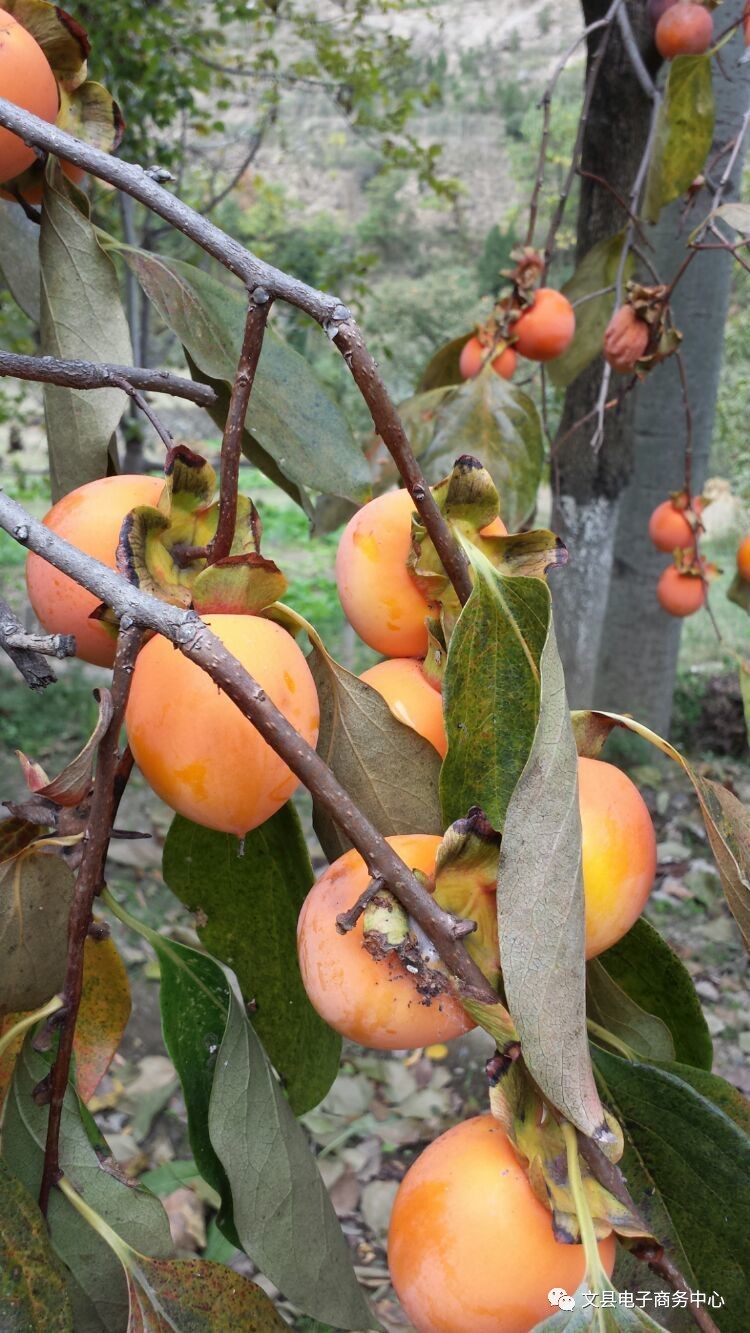 文县贾昌一个“胖子”变”瘦子“的过程