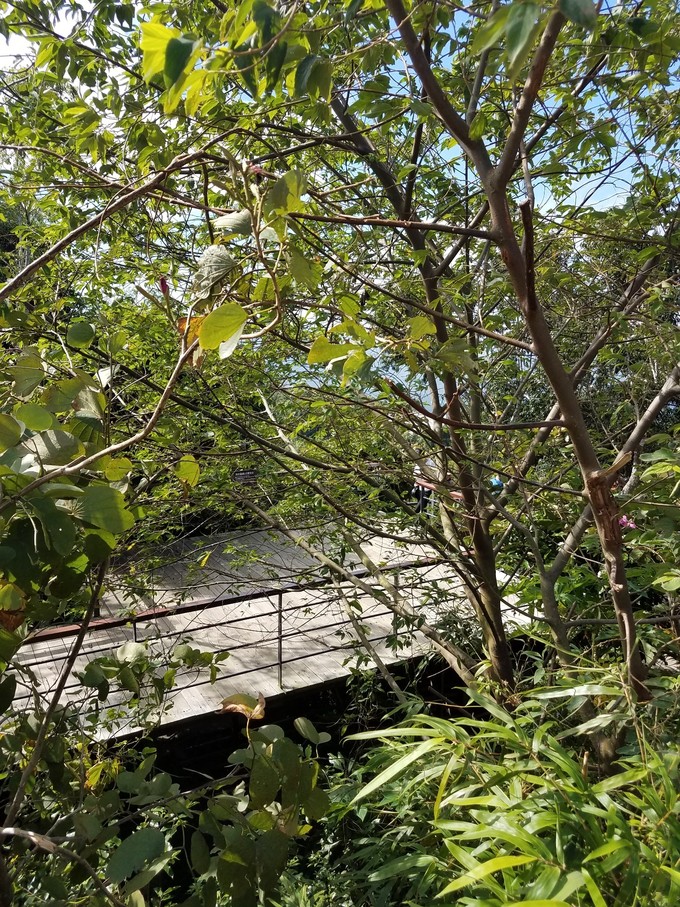 海南三亚雾霾,三亚雾霾