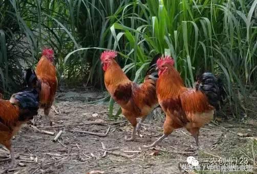 养殖类的小本创业哪些赚钱快,适合穷人的18个创业项目养殖