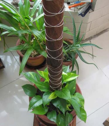 做简易绿萝柱,绿萝柱制作教程