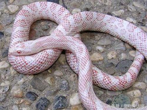 宠物蛇不进食是准备吞主人？请勿触犯蛇的“禁区”