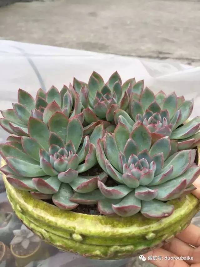 入肉坑,入坑一年半的新手养肉心得