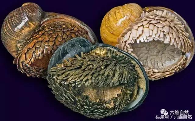 自然界中的蜗牛有什么特征,自然界中的蜗牛