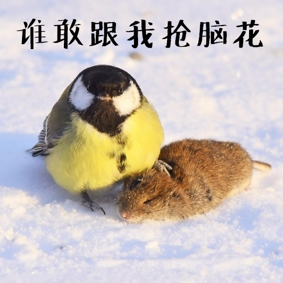 鸟界平头哥，传说中的“食脑狂魔”、“僵尸鸟”，霸气侧漏！