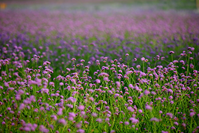 最美薰衣草庄园,中国最大的薰衣草庄园