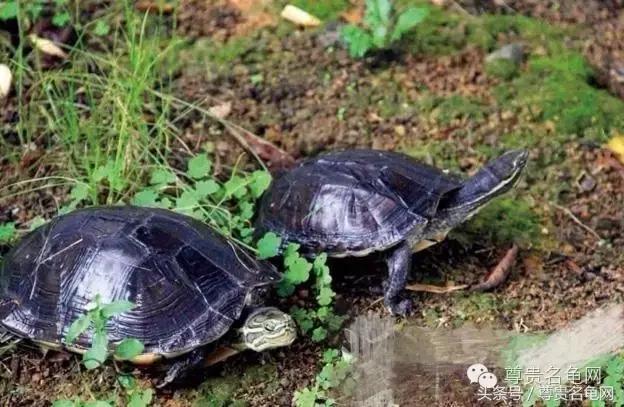 各种乌龟的详细介绍,你们见过的四种乌龟