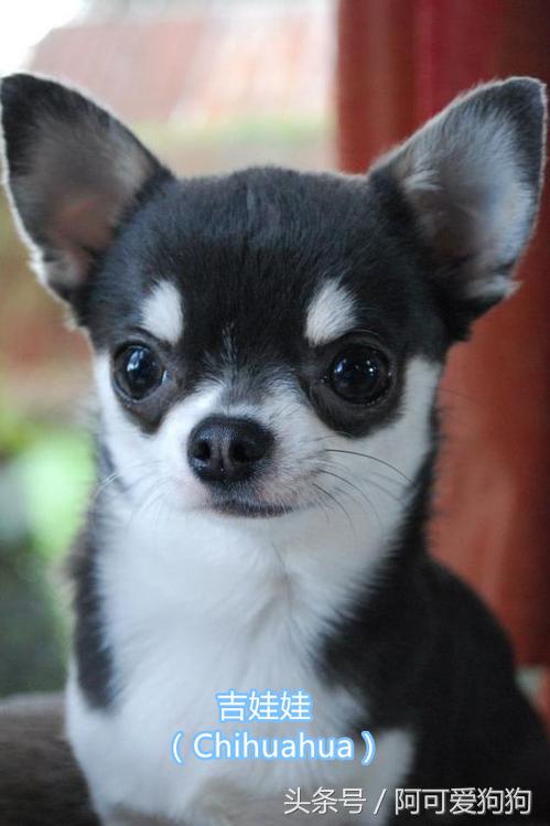 超级好看的大耳狗,短尾立耳狗