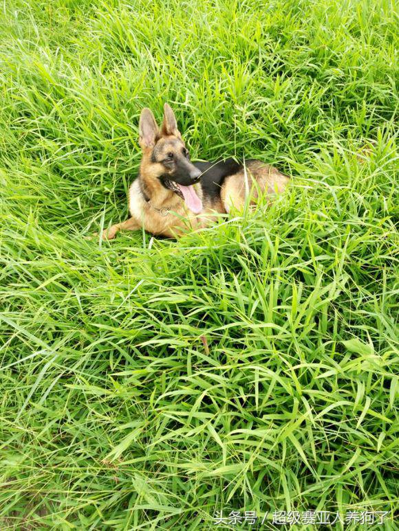 新手养德牧入门必备攻略,德牧的饲养和训练