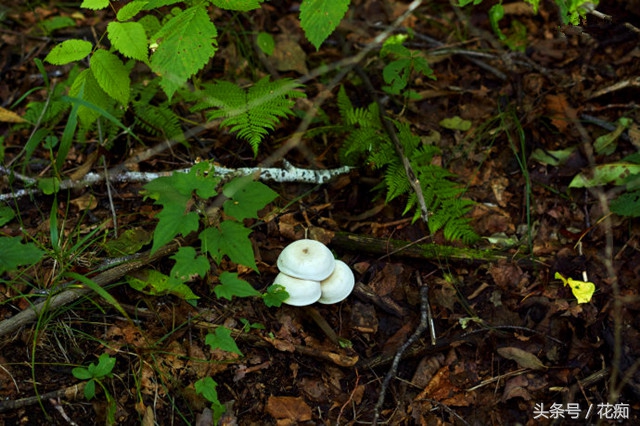 花土怎么才能养好花,花土怎么养才长得好
