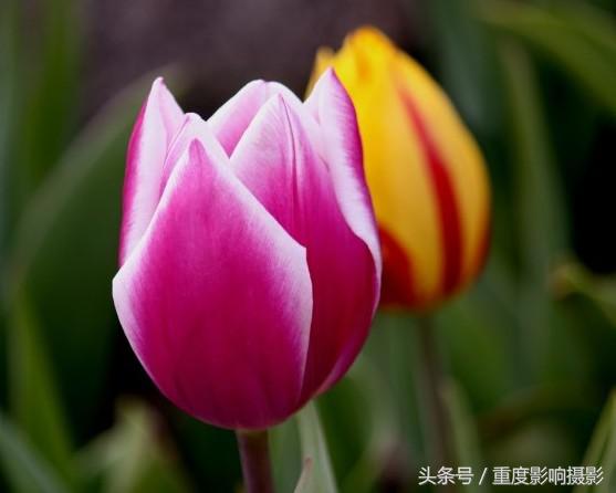 郁金香花语是永恒的祝福,郁金香花语永恒的祝福