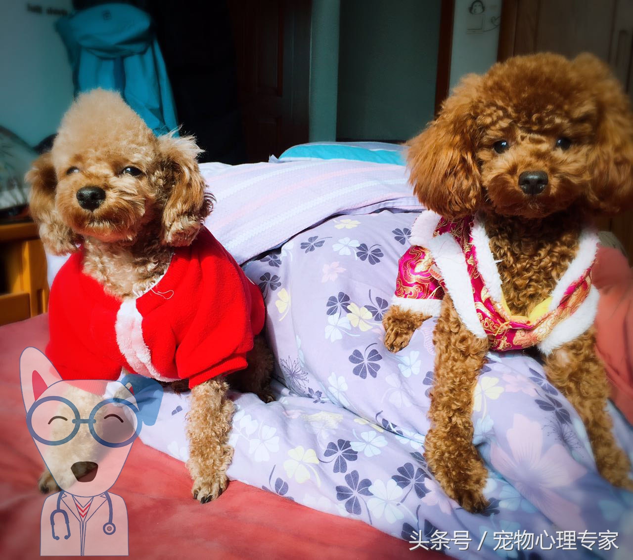 两岁泰迪发情几天,泰迪两个月发情了怎么办