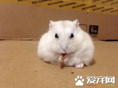 一线仓鼠和三线仓鼠会打架吗,三线仓鼠在什么情况下会咬人