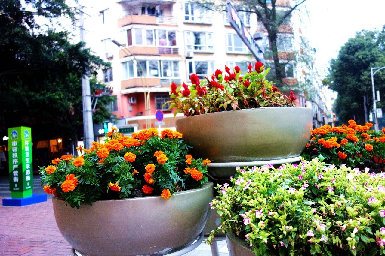 青白江，一个幸福感爆棚的城市，因为我们这样生活……