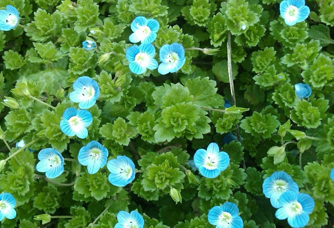 客家人常见的野果,环球客家