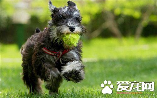 迷你雪纳瑞吃多少狗粮,雪纳瑞洗澡多少度水