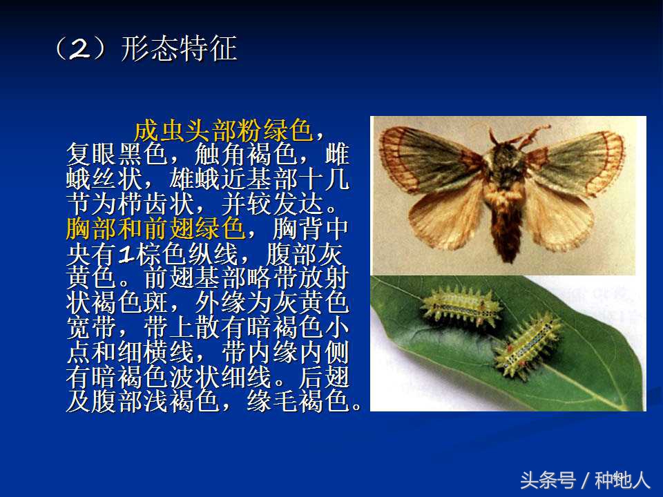 会吃叶子的虫子有哪些,哪些虫子爱吃树叶虫