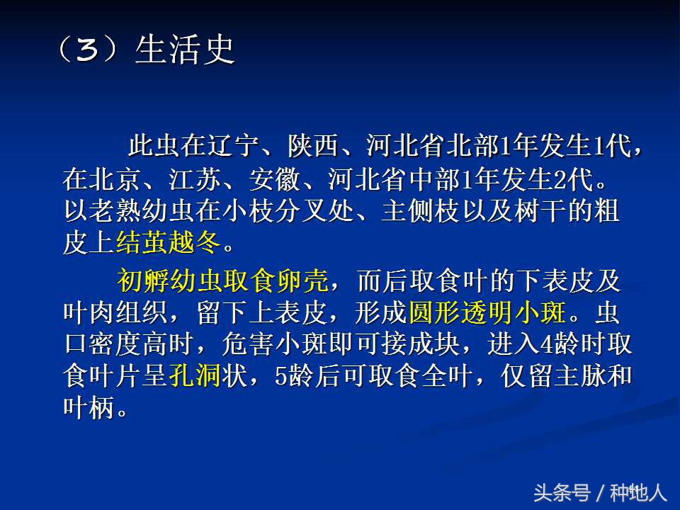 会吃叶子的虫子有哪些,哪些虫子爱吃树叶虫