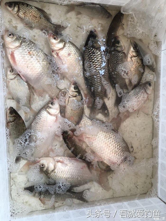 大湖冬钓鲫鱼怎么找钓点,平天湖初冬