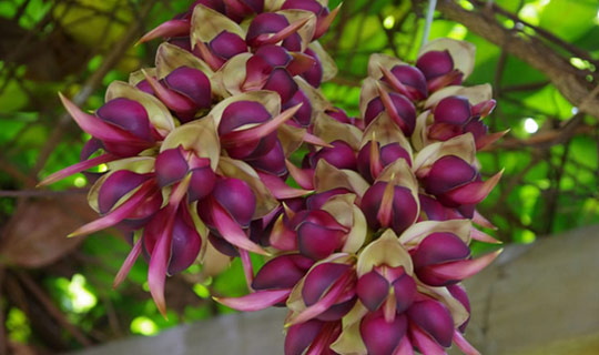 东莞最美清溪小镇,有一种美叫江南