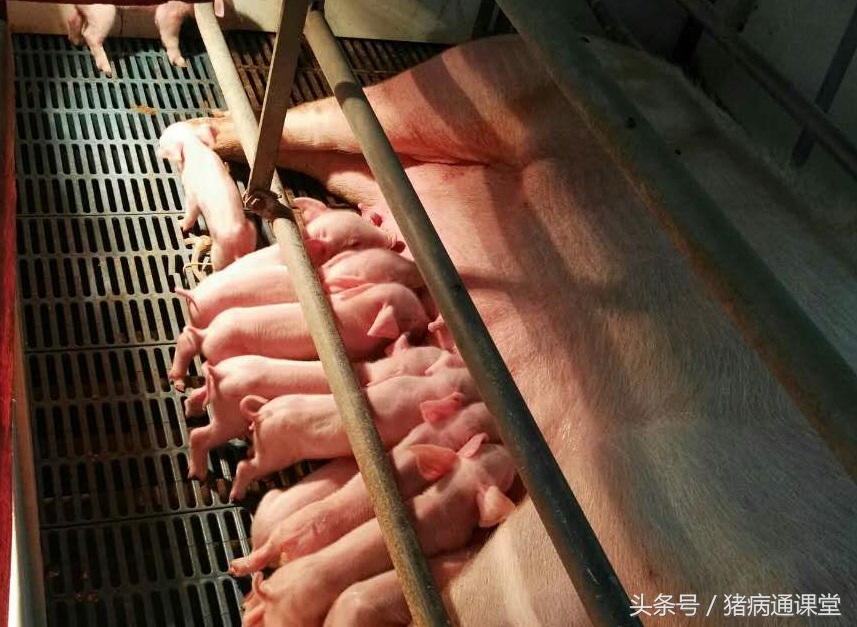 养好母猪的关键三点做好就能赚钱,弄清这几点轻松挣钱