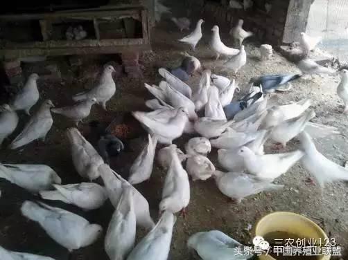 适合富人的18个创业项目养殖生意,养殖行业最赚钱的项目是哪个