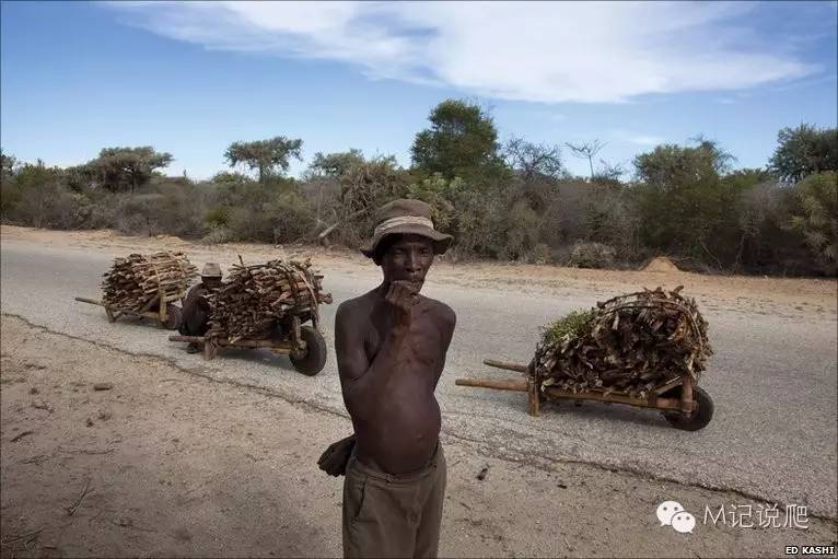 辐射陆龟名字由来,辐射陆龟是什么