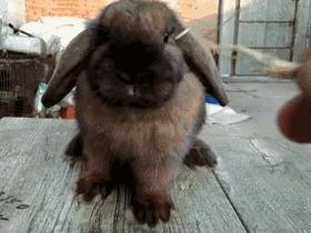 如果世界上没有动物会变成什么样,如果世界上没有动物会怎样