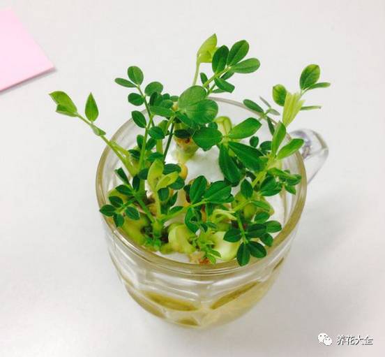 在家怎样水培种植物,50种水生植物最好养的水培花