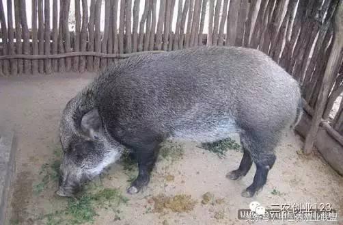 养殖类的小本创业哪些赚钱快,适合穷人的18个创业项目养殖